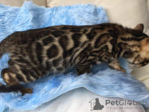 Photo №1. bengal cat - for sale in the city of Detmold | 371$ | Announcement № 109227