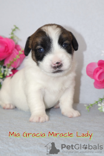 Photo №2 to announcement № 8118 for the sale of jack russell terrier - buy in Russian Federation from nursery