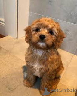 Photo №2 to announcement № 165286 for the sale of kavapu - buy in Belgium private announcement, breeder