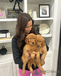 Photo №4. I will sell golden retriever in the city of Budapest. private announcement, breeder - price - negotiated