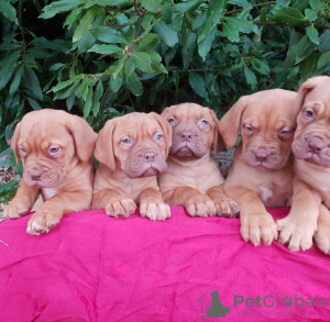 Photo №1. dogue de bordeaux - for sale in the city of Berlin | 300$ | Announcement № 70909