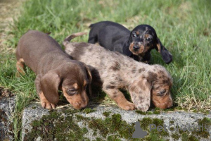 Photo №3. Dachshunds Puppies For Adoption. United States