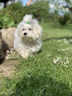 Photo №2 to announcement № 2420 for the sale of maltese dog - buy in Belarus 
