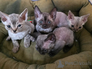 Photo №1. devon rex - for sale in the city of Fulda | 361$ | Announcement № 169546