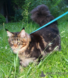 Photo №3. Maine Coon cat. Russian Federation