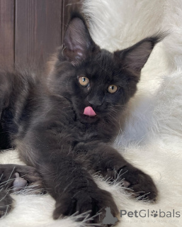 Photo №3. Soft as a whisper, bright as dawn Aurora brings light wherever she goes.. Ireland