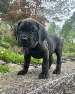 Photo №4. I will sell cane corso in the city of ALAVUS. private announcement - price - 671$