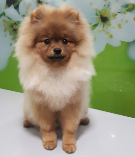 Photo №1. german spitz - for sale in the city of Balabanovo | 584$ | Announcement № 1816