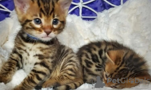Photo №1. bengal cat - for sale in the city of Much | 300$ | Announcement № 83613