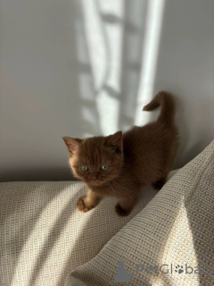 Photo №3. Top-Quality British Shorthair Kittens Available Now. Germany