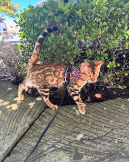 Photo №2 to announcement № 152736 for the sale of bengal cat - buy in Switzerland private announcement