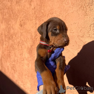 Photo №1. dobermann - for sale in the city of Vilnius | 1290$ | Announcement № 175427