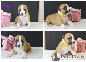 Photo №2 to announcement № 10361 for the sale of american staffordshire terrier - buy in Belarus from nursery
