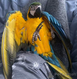 Photo №1.  - for sale in the city of Sydney | 700$ | Announcement № 164218