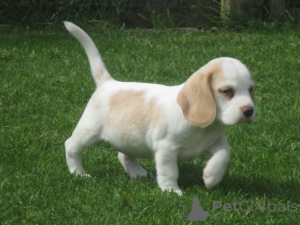 Photo №1. beagle - for sale in the city of Fréjus | negotiated | Announcement № 168301