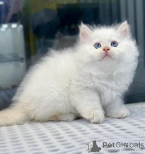 Photo №2 to announcement № 84073 for the sale of british shorthair - buy in United States private announcement