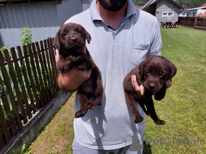 Additional photos: Labrador Retriever, chocolate brown litter