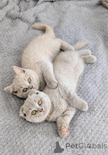 Photo №1. scottish fold - for sale in the city of Hambrücken | 361$ | Announcement № 154974