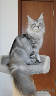 Photo №1. maine coon - for sale in the city of Ливерпуль | negotiated | Announcement № 112464