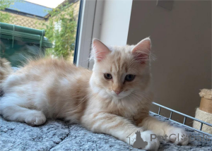 Photo №1.  - for sale in the city of Bayerbach | 329$ | Announcement № 153163