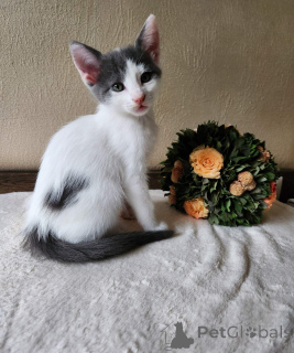 Photo №2 to announcement № 136607 for the sale of european shorthair - buy in Austria private announcement