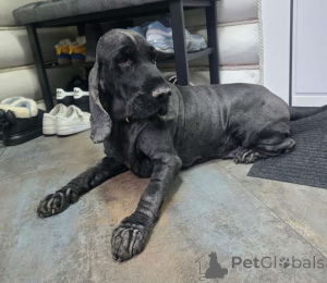 Photo №2 to announcement № 160705 for the sale of english cocker spaniel - buy in Russian Federation private announcement