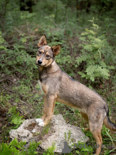 Photo №4. I will sell non-pedigree dogs in the city of Moscow river. private announcement - price - Is free