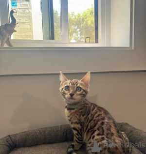 Photo №1. bengal cat - for sale in the city of Magdeburg | 599$ | Announcement № 176012