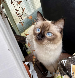 Photo №3. Siamese cat. Germany