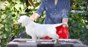 Photo №2 to announcement № 134951 for the sale of golden retriever - buy in Germany from the shelter