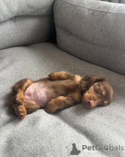 Photo №2 to announcement № 174972 for the sale of dachshund - buy in Germany private announcement