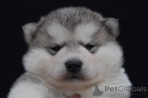 Photo №4. I will sell alaskan malamute in the city of Šid.  - price - negotiated