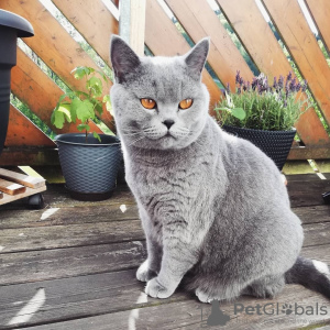 Photo №1. british shorthair - for sale in the city of Bratsk | 150$ | Announcement № 9076
