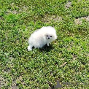 Photo №3. Socialized Pomeranian puppies for sale. Russian Federation