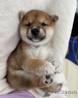 Photo №2 to announcement № 163745 for the sale of shiba inu - buy in Poland breeder