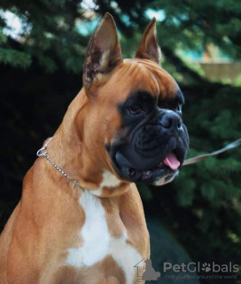 Photo №4. I will sell boxer in the city of Brest. private announcement, breeder - price - 560$