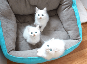 Photo №1. turkish angora - for sale in the city of Grodno | 359$ | Announcement № 554