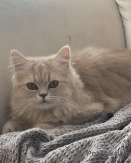 Photo №1. persian cat - for sale in the city of Tbilisi | 250$ | Announcement № 142284