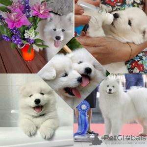 Photo №3. White fluffy samoyed puppies. Russian Federation