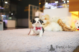 Photo №2 to announcement № 168764 for the sale of chihuahua - buy in United States breeder