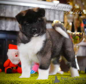 Photo №1. american akita - for sale in the city of Kharkov | negotiated | Announcement № 8205