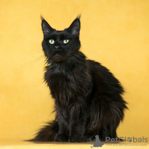 Photo №1. maine coon - for sale in the city of Москва | Is free | Announcement № 104016