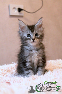 Photo №4. I will sell maine coon in the city of St. Petersburg. private announcement, from nursery, breeder - price - 810$
