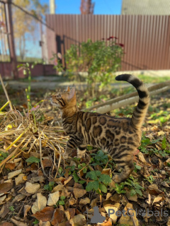 Additional photos: Bengal male for breeding or pets