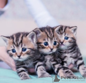 Photo №1. bengal cat - for sale in the city of Антверпен | 402$ | Announcement № 97045