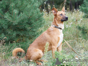 Photo №2 to announcement № 53399 for the sale of non-pedigree dogs - buy in Belarus from the shelter