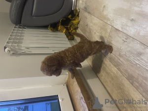 Additional photos: Miniature poodle for sale