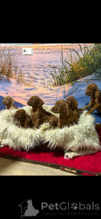 Photo №2 to announcement № 173889 for the sale of  - buy in Germany breeder