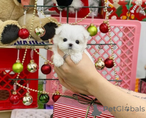 Photo №1. maltese dog - for sale in the city of Capelle Aan Den Ijssel | 750$ | Announcement № 162910