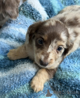 Photo №1. dachshund - for sale in the city of Bremen | negotiated | Announcement № 171329